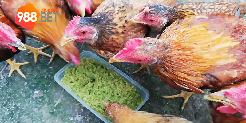 Các nguyên liệu cơ bản để nạp cho gà